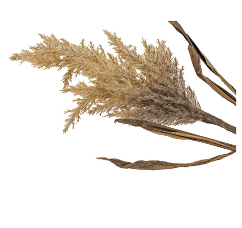Pluim pampas tak - Bloom of life