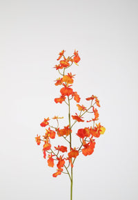 Dancing orchid 74cm