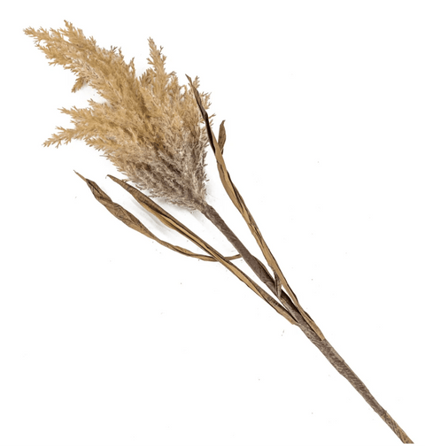 Pluim pampas tak - Bloom of life