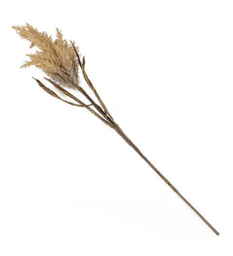 Pluim pampas tak - Bloom of life