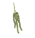 Erwten plant deco groen - Bloom of life