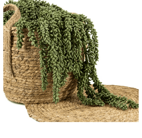 Erwten plant deco groen - Bloom of life