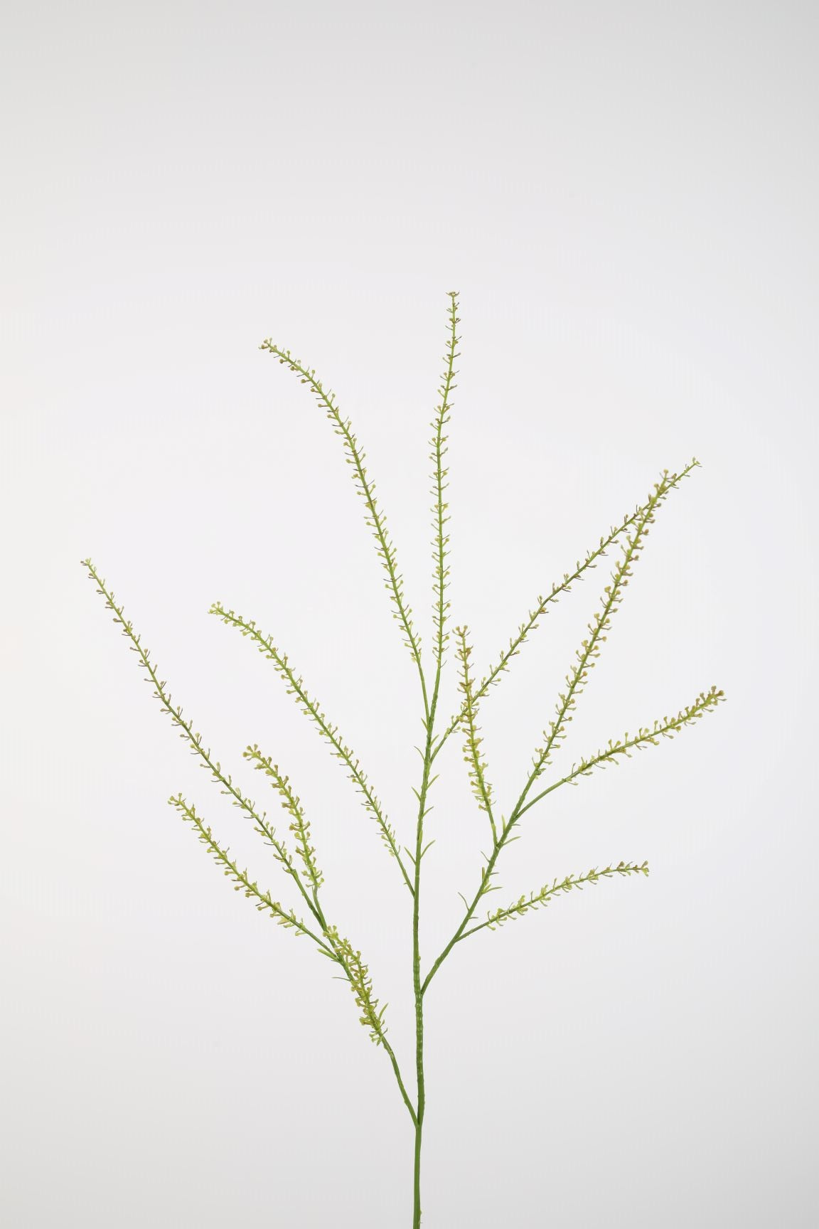 Thlaspi Groen 85 cm