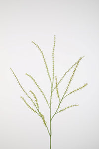 Thlaspi Groen 85 cm