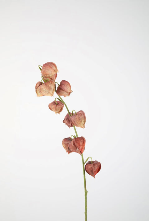 Physalis 80cm