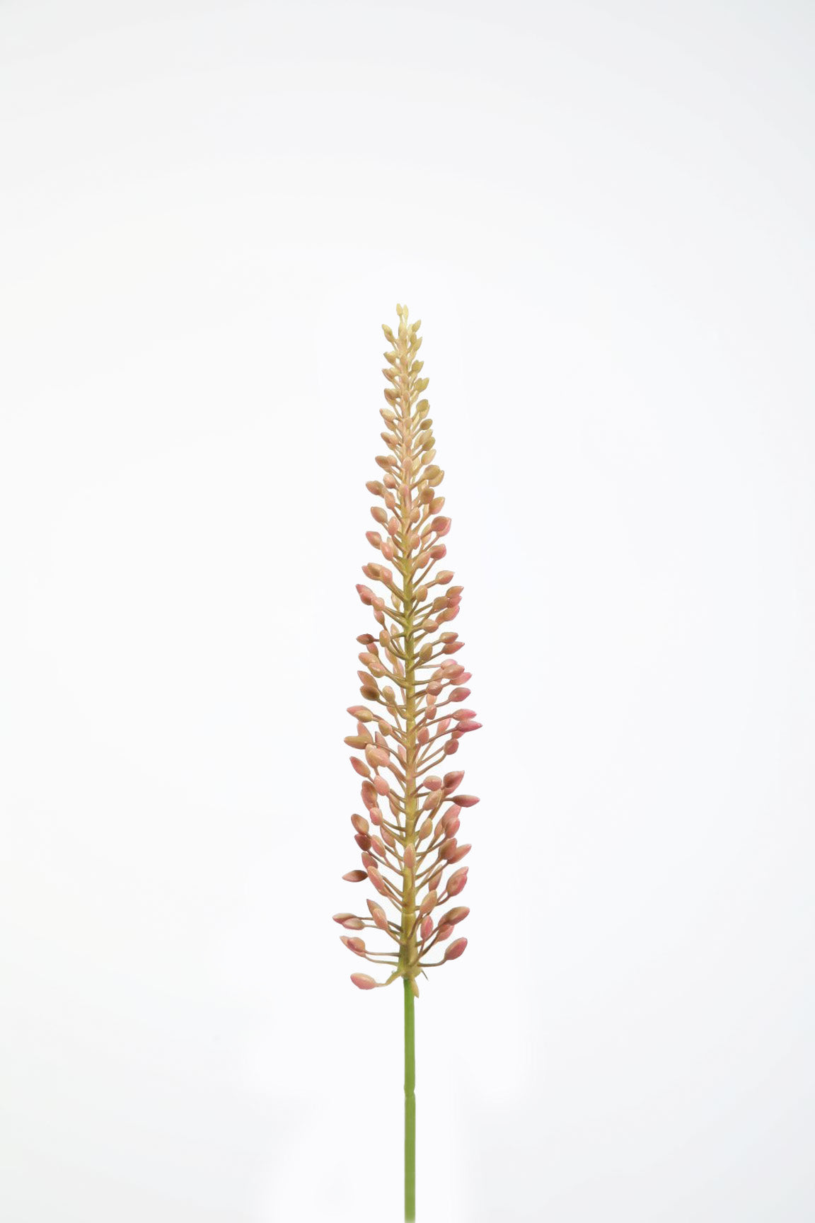 Eremurus Mauve 75 cm
