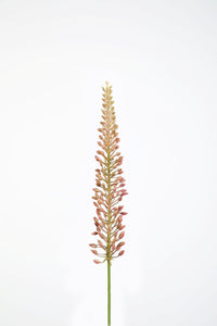 Eremurus Mauve 75 cm
