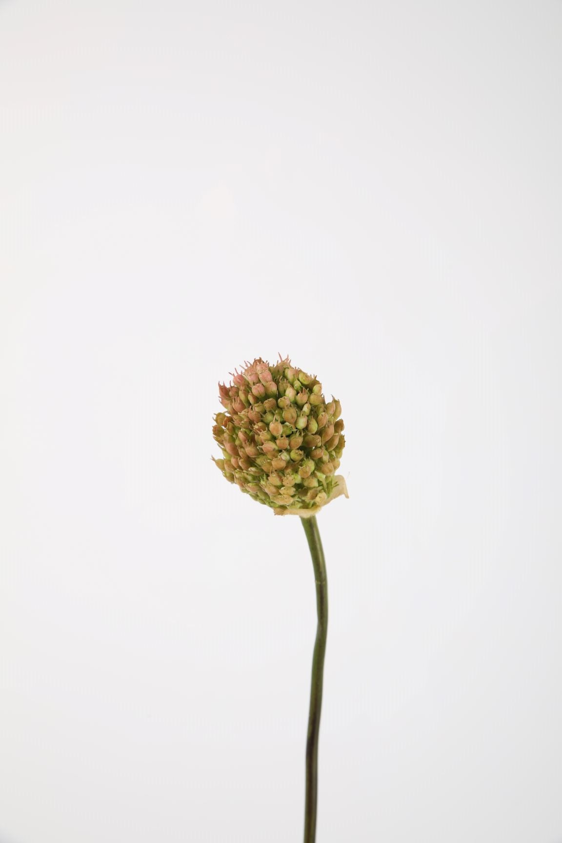 Allium Roze/groen 69 cm