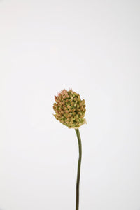 Allium Roze/groen 69 cm
