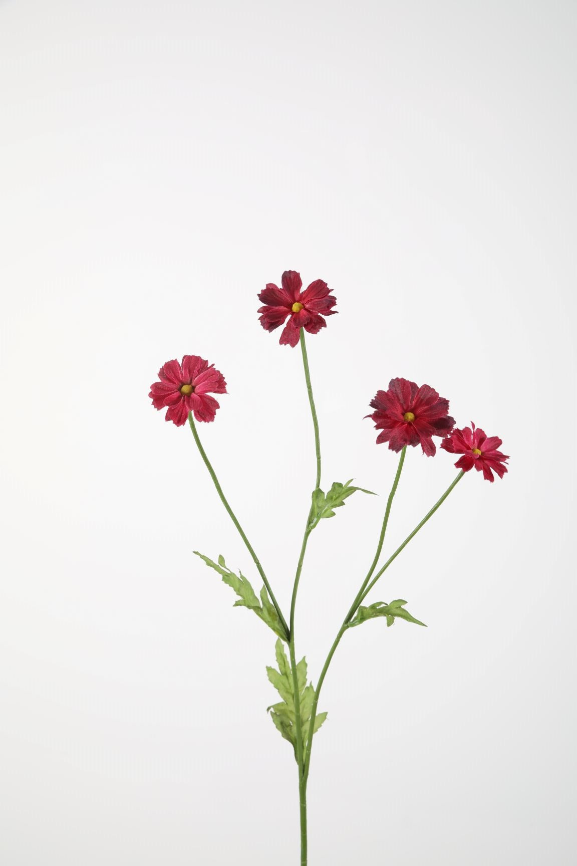 Margriet Bordeaux 64 cm