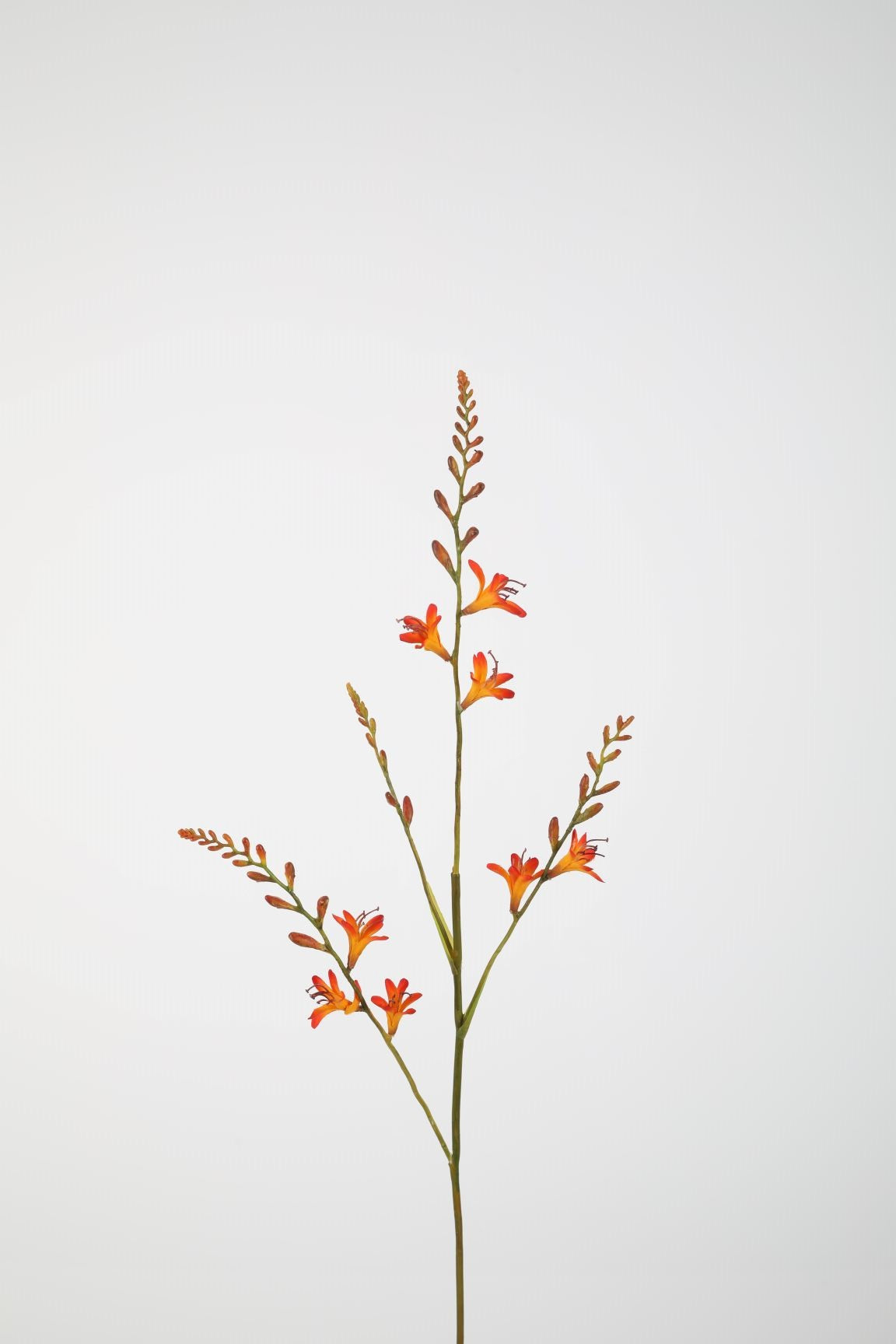 Crocosmia Oranje 91 cm