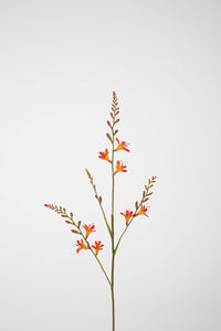 Crocosmia Oranje 91 cm
