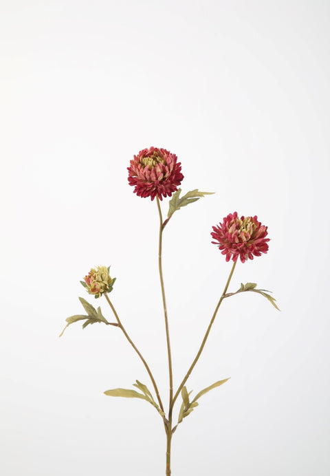 Aster 70cm