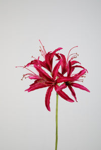 Nerine 81cm
