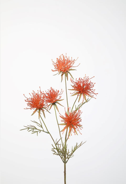 Oranje Grevillea - 74cm
