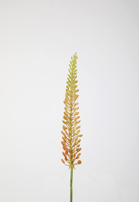 Eremurus 75cm