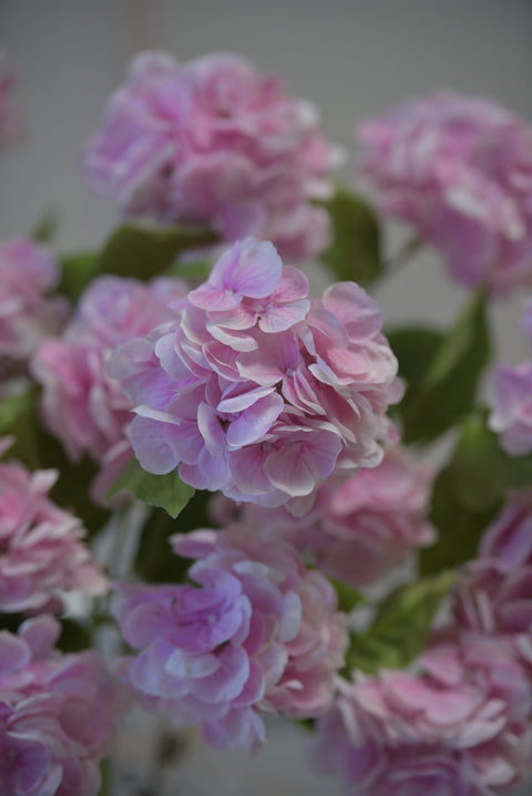 Set Hortensia's Roze