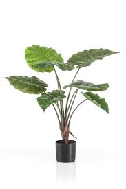 Alocasia Zebrina Kunstplant – 75 cm – Realistische Nep Plant