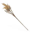 Pluim pampas tak - Bloom of life