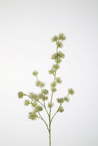 Clematis seed tak 103cm