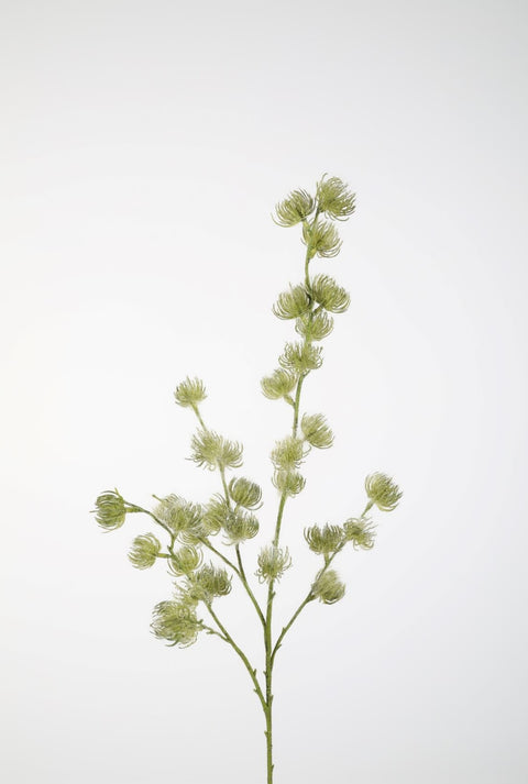 Clematis seed tak 103cm