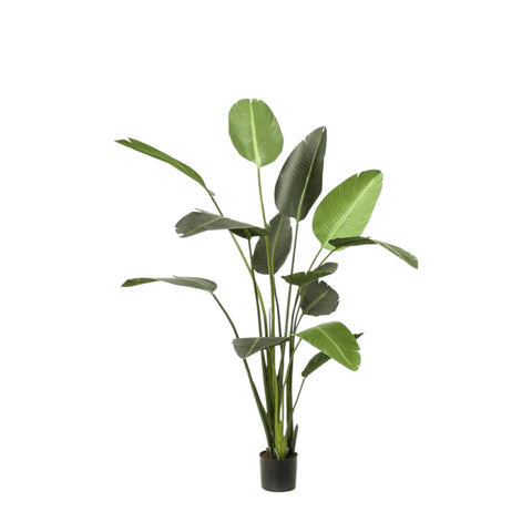 Strelitzia - kunstplant - Bloom of life