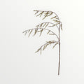 Stachyurus 128cm - Bloom of life