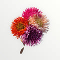 Chrysant - Bloom of life