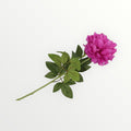 Pioen paars 71cm - Bloom of life