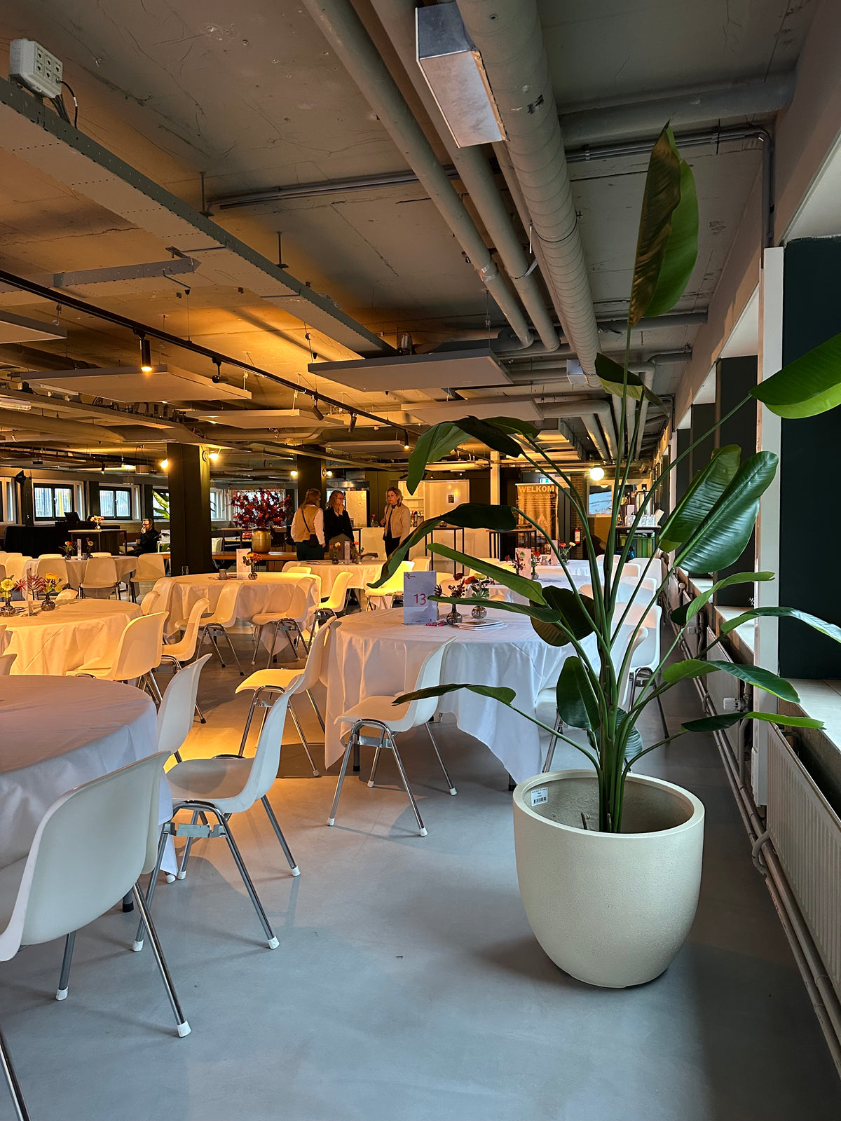 Strelitzia in pot voor NWO | Bloom of life