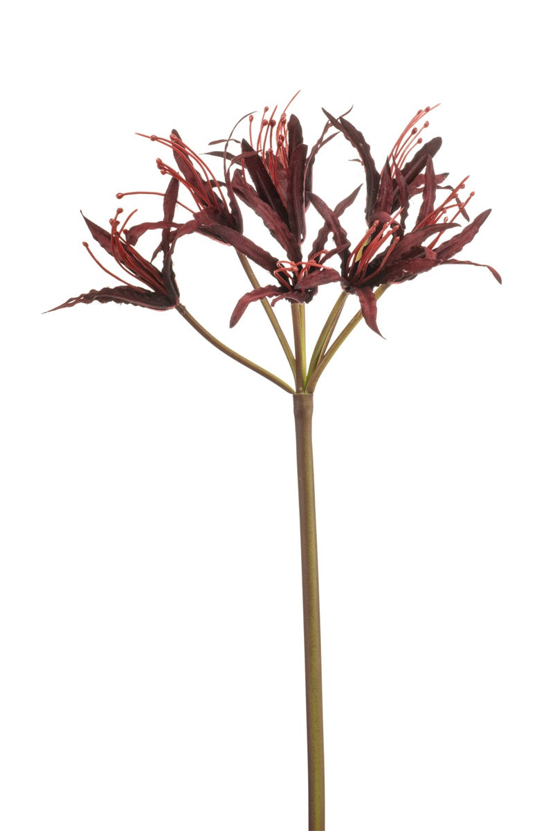 Zijden Nerine bordeaux – 95 cm - Bloom of Life